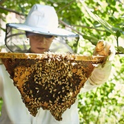 Intro to Beekeeping (Temple University)