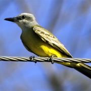 Tropical Kingbird