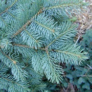 Blue Spruce