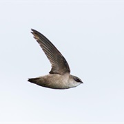 Vaux&#39;s Swift