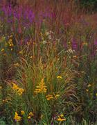 Golden Prairie (Missouri)