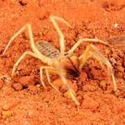 Camel Spider