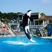 Seaworld (California/Florida)