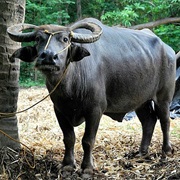 Carabao