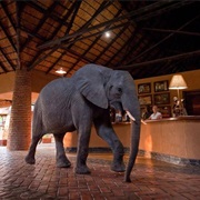 Mfuwe Lodge, Zambia