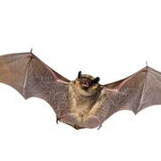 The Bat Is the Only Mammal That Can Fly.