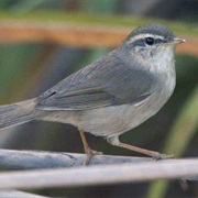 Dusky Warbler