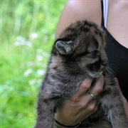 Pet a Baby Cougar