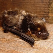 Northern Bat