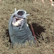 Hagfish