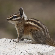 Long-Eared Chipmunk