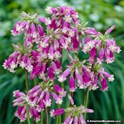 Firecracker Flowers