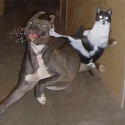 To Fight Like Cats and Dogs