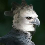 Harpy Eagle