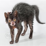 Lykoi