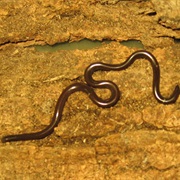 Blind Snake