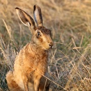 Brown Hare