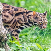 Leopard Cat