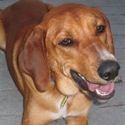 Redbone Coonhound