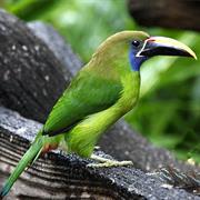 Emerald Toucanet