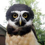 Spectacled Owl