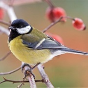 Great Tit