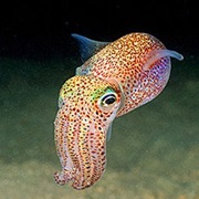 Cuttlefish!