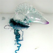 Portuguese Man O&#39; War