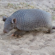 Southern Naked-Tailed Armadillo