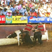 Chilean Rodeo