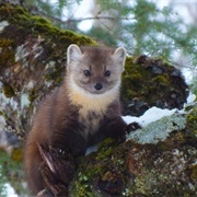 Marten