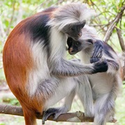 Miss Waldron&#39;s Red Colobus