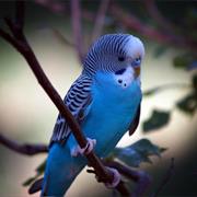 Parakeet