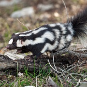 Western Spotted Skunk