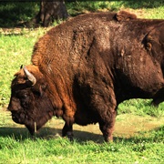 Wisent