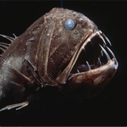 Common Fangtooth