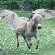 Flying Donkey