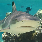 Blacktip Reef Shark