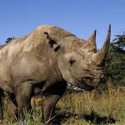 Eastern Black Rhino