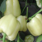 White Bell Pepper