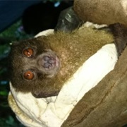 Greater Monkey-Faced Bat