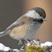 Gray-Headed Chickadee