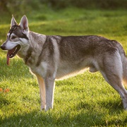 Northern Inuit Dog