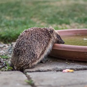 Leave Water Out for Wild Animals