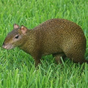 Mexican Agouti