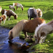 Shetland Ponies