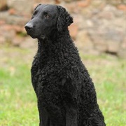 Curly Coated Retriever