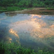 Banner Marsh State Fish and Wildlife Area, Illinois