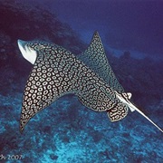 Spotted Eagle Ray