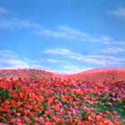 Field of Poppies